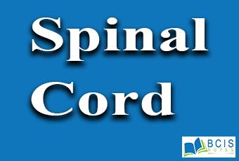 Spinal Cord || Biological Bases of Behvaior || Bcis Notes