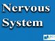 Nervous system || Biological Bases of Behavior || Bcis Notes