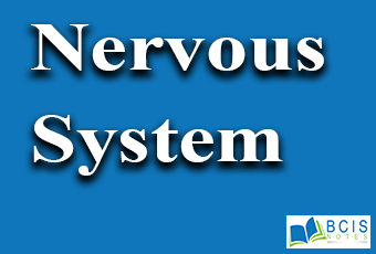 Nervous system || Biological Bases of Behavior || Bcis Notes