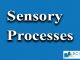 Sensory processes || Biological Bases of Behavior || Bcis Notes